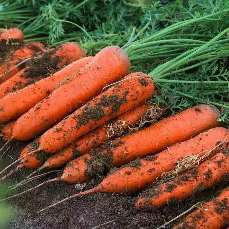 Купить морковь оптом. Красная морковь. Морковь китайская красная. Красная морковка. Красная морковка китайская.