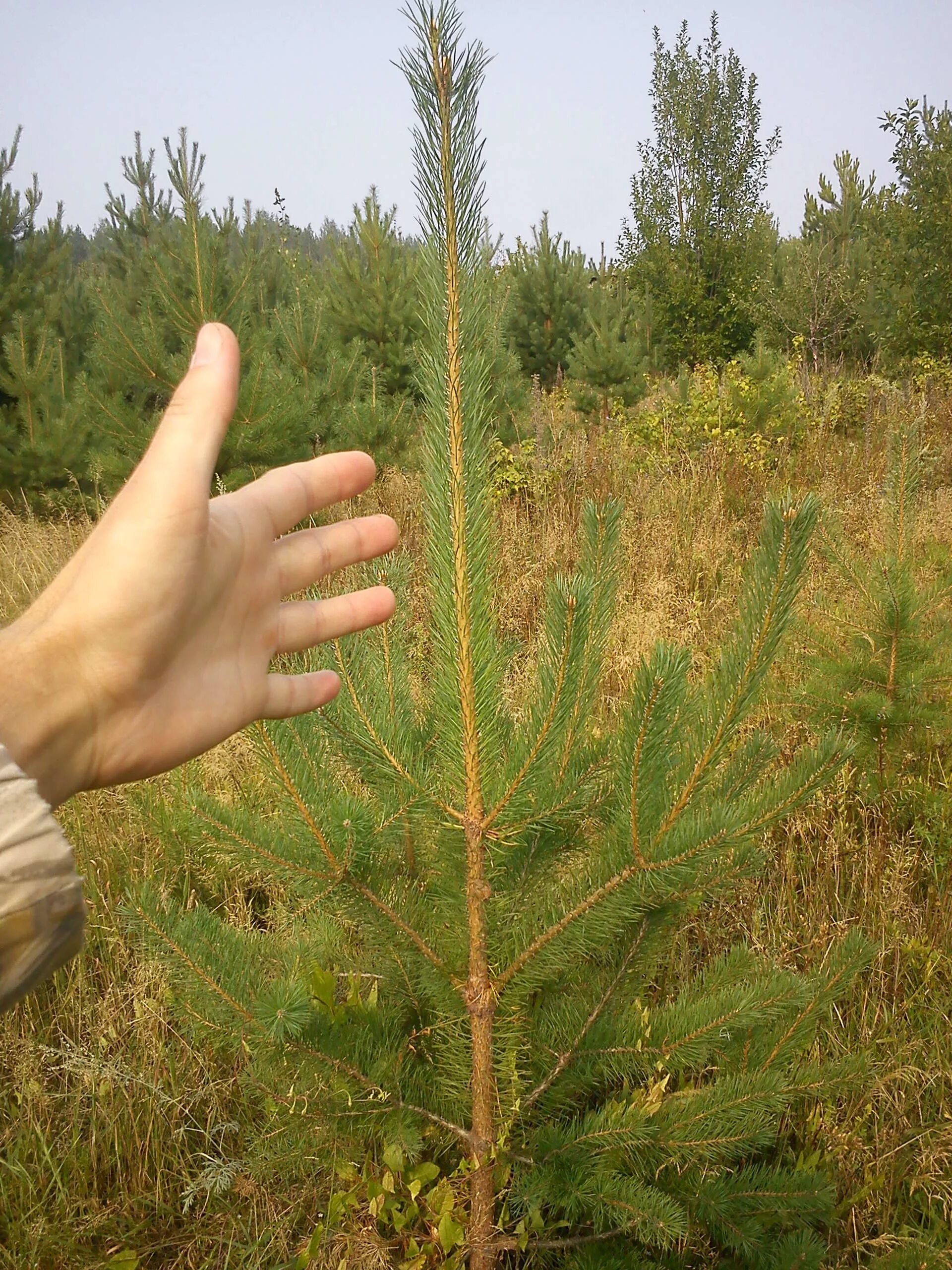 Рост хвойных. Годовой прирост кедра Сибирского. Сосна обыкновенная Frensham. Кедр Сибирский саженцы. Кедр рост.