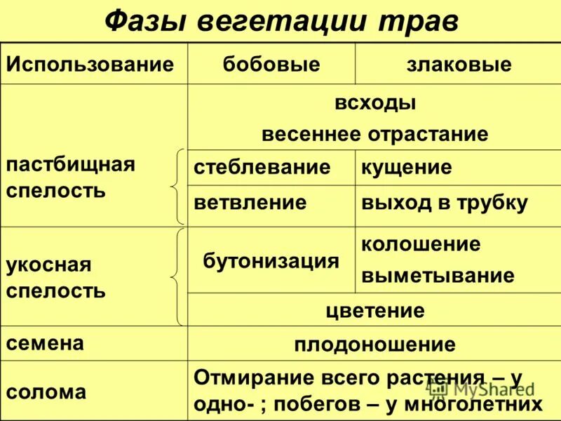 Короткая вегетация. Фазы вегетации растений. Стадии вегетации растений. Вегетативная фаза у растений. Фазы развития многолетних растений.