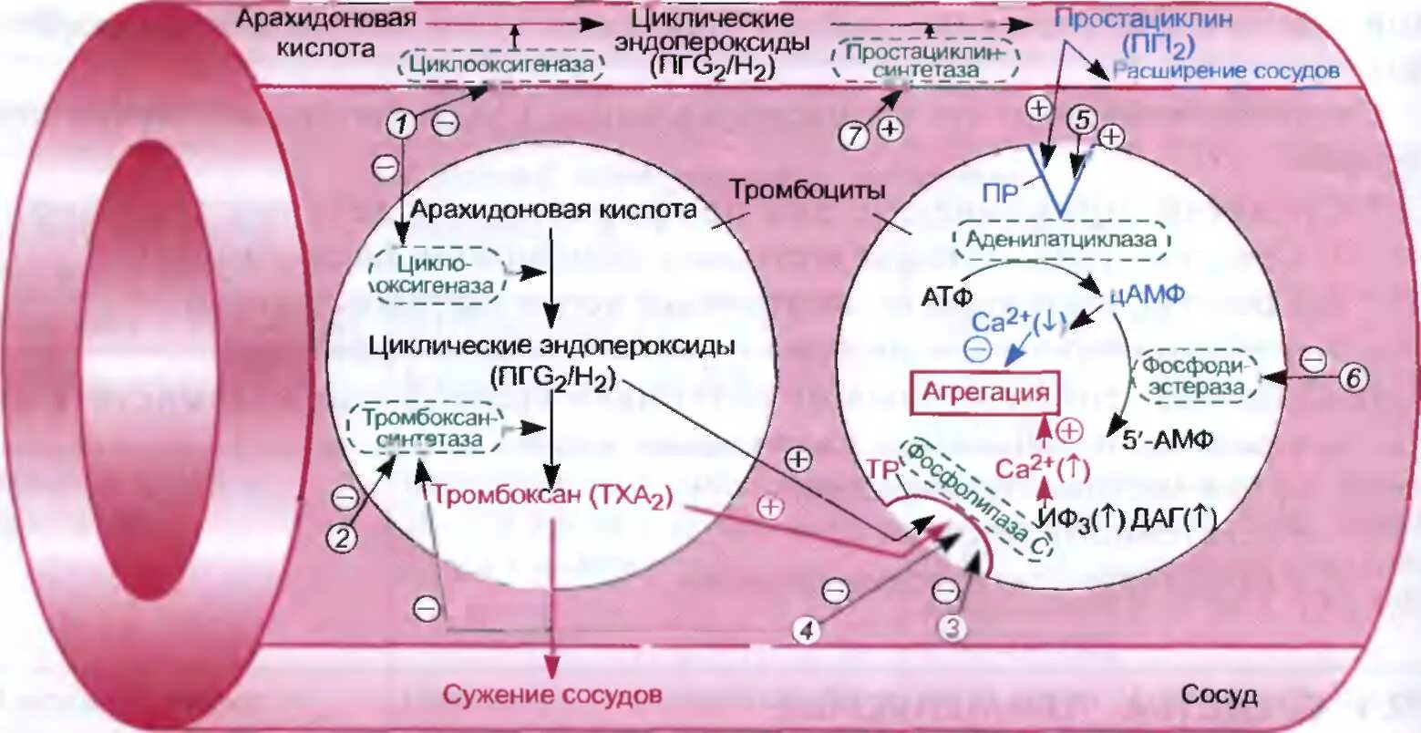 Агрегацию тромбоцитов уменьшает. Лекция средства влияющие на систему крови. Классификация средств влияющих на систему крови. Адф индуцированная агрегация тромбоцитов. Уменьшает агрегацию тромбоцитов препарат.