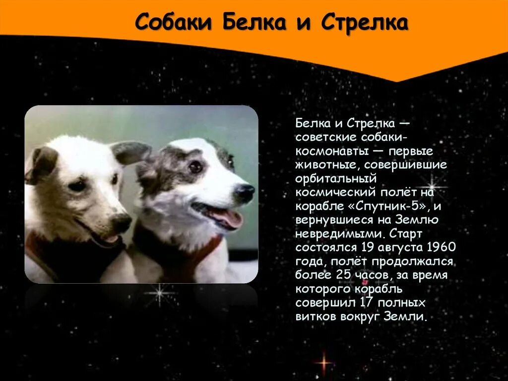 Животное совершившее первый орбитальный полет. Собаки белка и стрелка. Белка и стрелка собаки космонавты. Собака белка. Спутник 5 белка и стрелка.