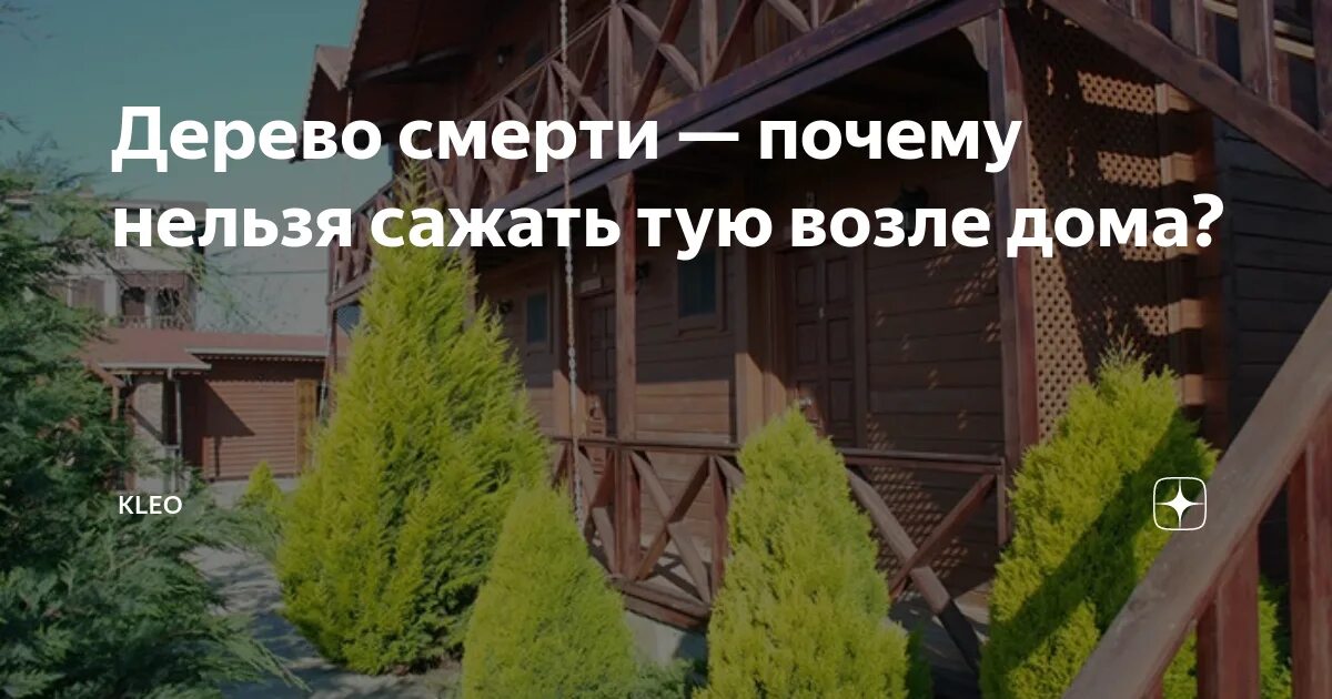 Примета елка на участке возле дома. Ель у дома приметы и суеверия. Ель во дворе суеверия. Туя приметы и суеверия. Приметы елки дома