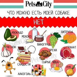 Какие фрукты нельзя давать собакам