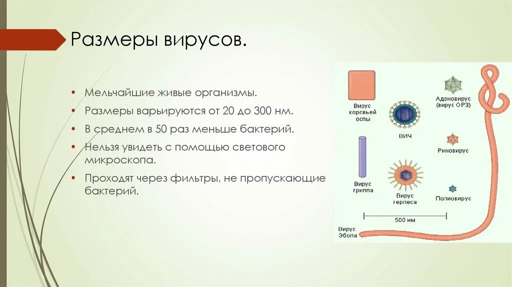 Размеры вирусов и бактерий в микронах. Клетка и вирус размер. Размеры вирусов. Сравнительные Размеры вирусов.