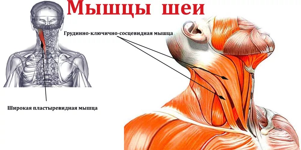 Упражнения для прокачки шеи. Упражнения для накачки шеи. Как прокачать мышцы шеи. Упражнения для мышц шеи. Упражнения для накачивания мышц шеи.