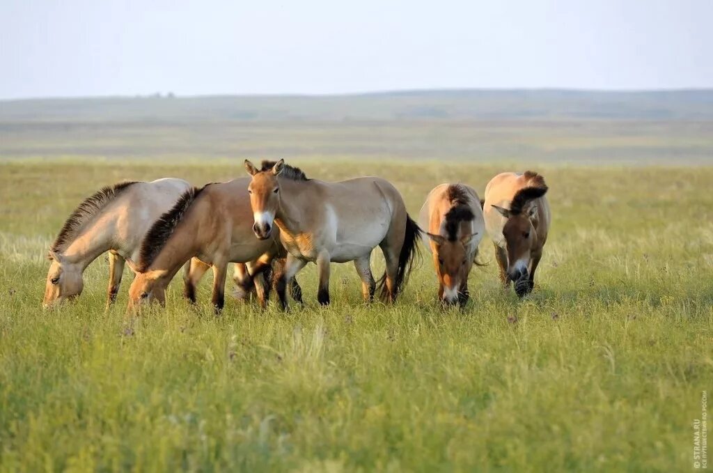 предуральская степь оренбургской области. заповедники оренбурга. айтуарская степь в оренбургском заповеднике. заповедники и национальные парки оренбургского края. оренбургский степной заповедник.