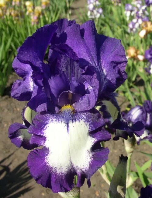 Ирис сорт вабаш. Ирис бородатый монинг шоу. Ирис бородатый вабаш. Ирис псеудата киншуку. Ирис capitan indigo.