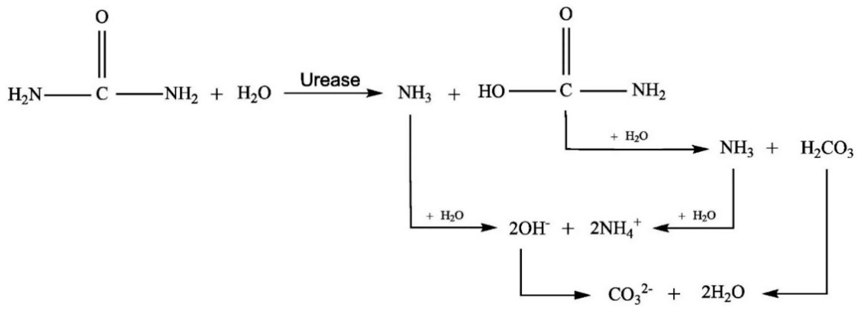 Фермент уреаза. Уреаза реакция. Уреаза формула. Мочевина реакция Гофмана. Разрушение мочевины уреаза.