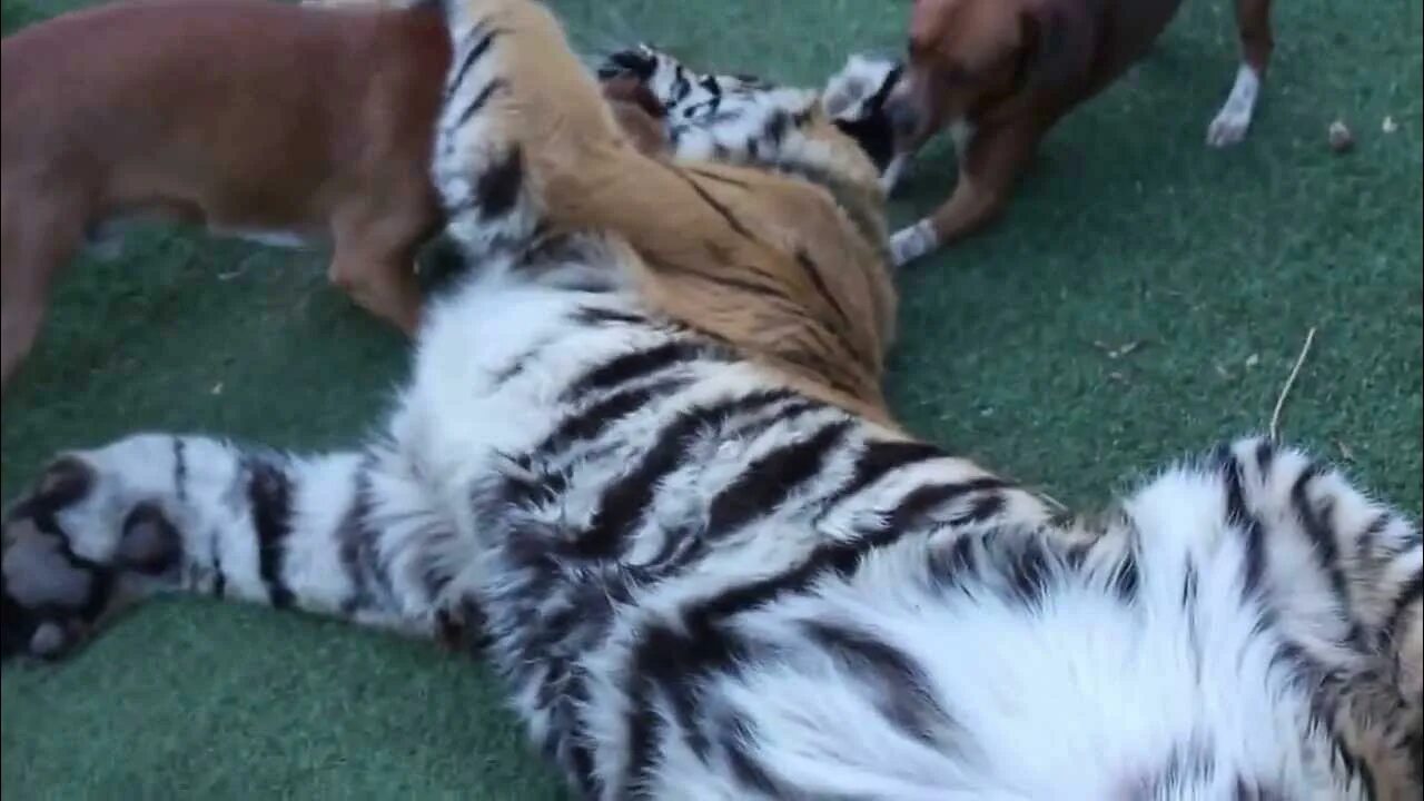 Тигр нападает на собаку. Собака тигр. Нападение животных на людей в зоопарке. Тигрица с котятами. Аттак тигр.