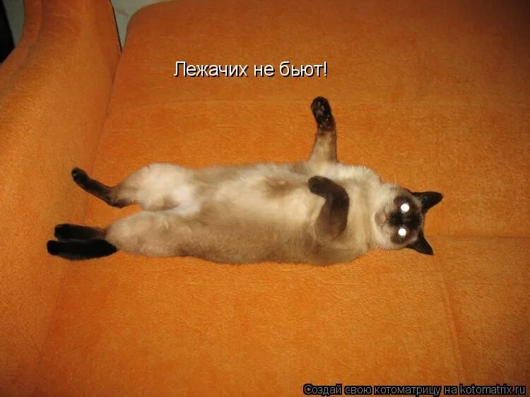 Бордюг сергей иванович, трепенок наталья альфонсовна. Лежачих не бьют лежачих добивают. Работа не бей лежачего картинки. Не бей лежачего пословица. Лежачего не бьют значение.