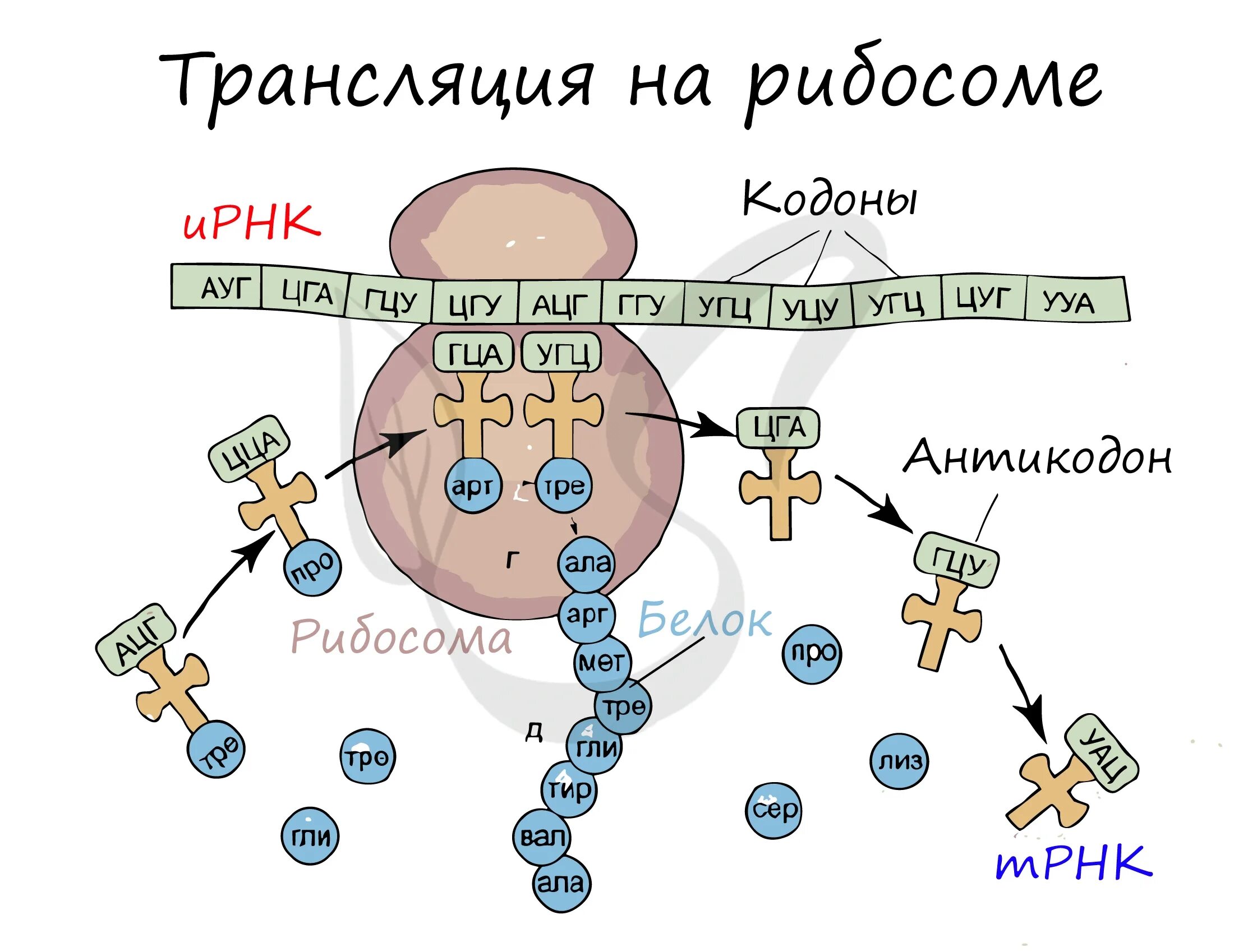 Рибосомы синтезируют полипептиды. Этапы синтеза белка рибосомой. Схема синтеза белка в рибосоме трансляция. Схема синтеза белка в рибосоме. Синтез белка на рибосомах.