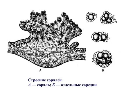 Лишайники размножаются вегетативно