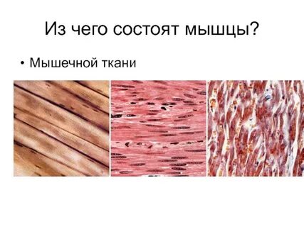 Будет формировать мышечную ткань животного