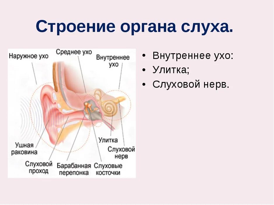 Строение уха биология 8. Орган слуха анатомия уха строение. Строение внутреннего уха орган слуха. Орган слуха анатомия наружного уха. Строение органа слуха человека.