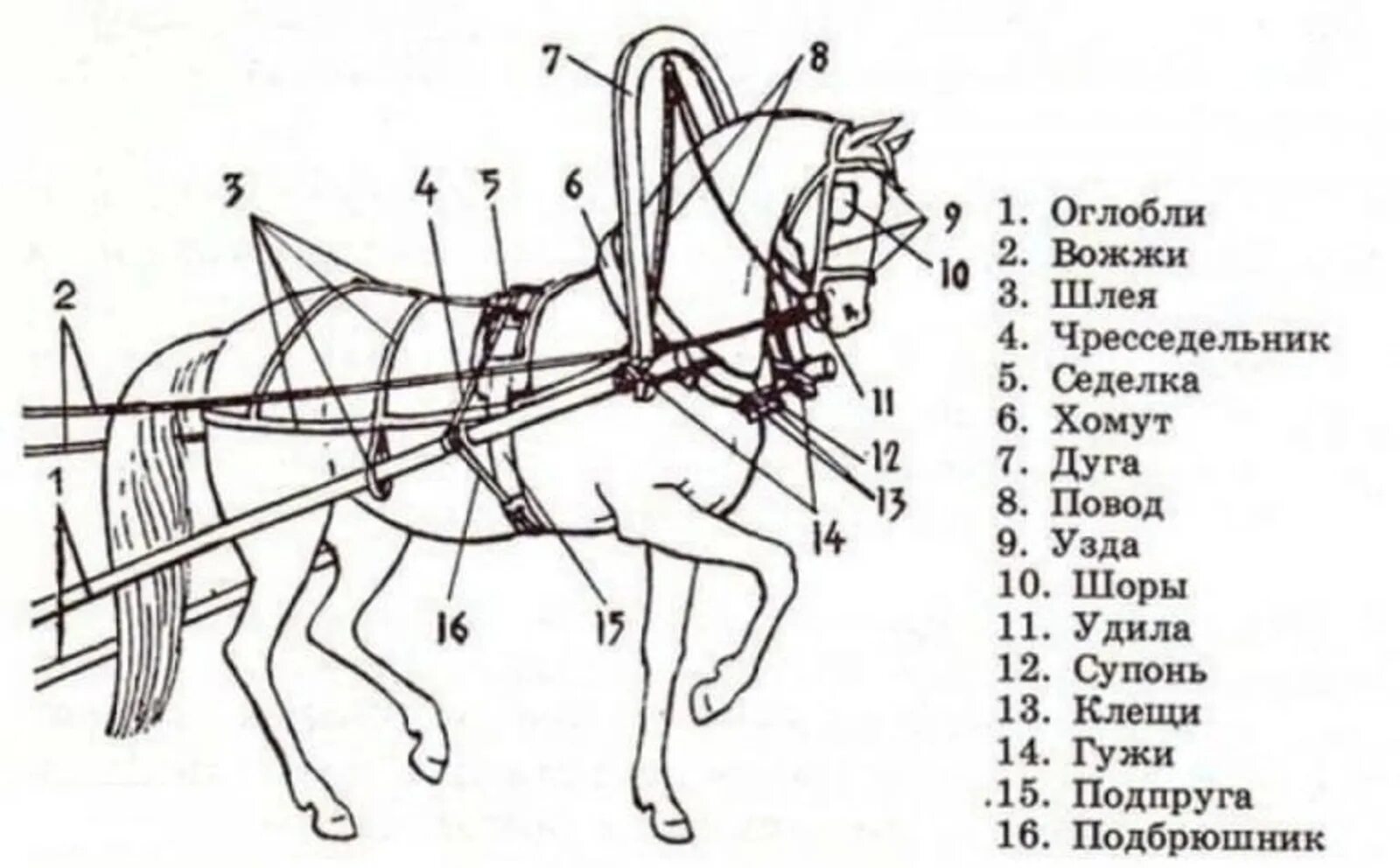 Сбруя лошади из чего состоит. Упряжка для лошади из чего состоит. Элементы упряжи лошади. Конская упряжь схема.