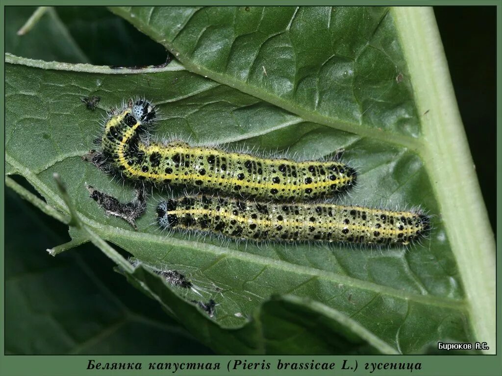 Гусеницы бабочки белянки. Гусеница капустной белянки. Pieris brassicae гусеница. Гусеница капустницы белянки. Гусеница бабочки капустницы.