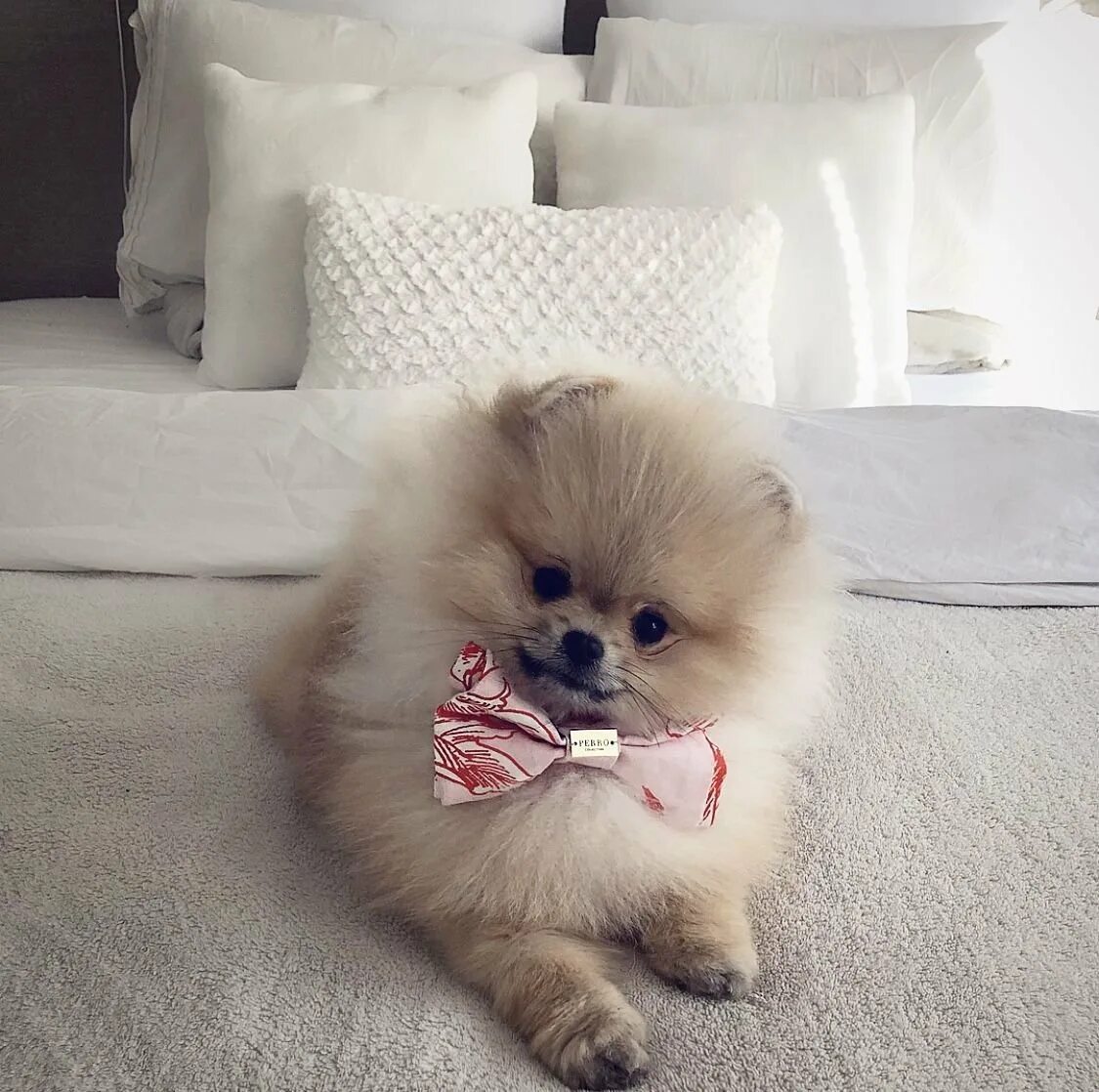 Самые милые привлекательные. Померанский шпиц Teacup.. Шпиц флаффи. Шпиц cute Pomeranian. Померанский Пуппи.