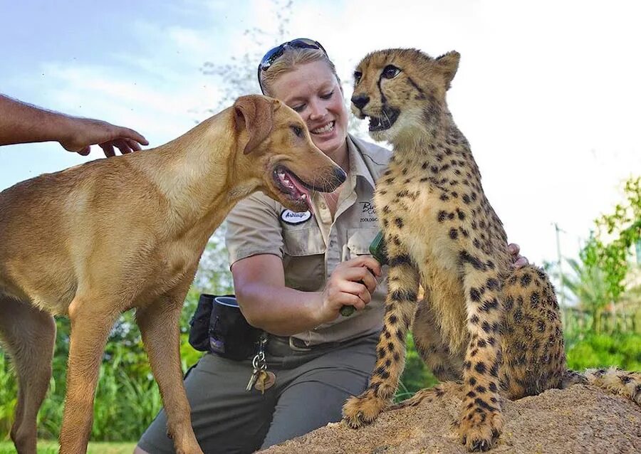 кевин ричардсон заклинатель львов. необычная дружба животных. необычная дружба. необычная дружба животных. необычная была дружба этих людей.