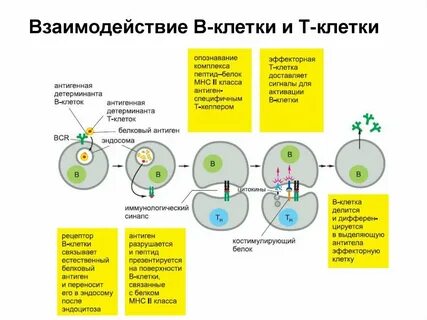 Система т клеток