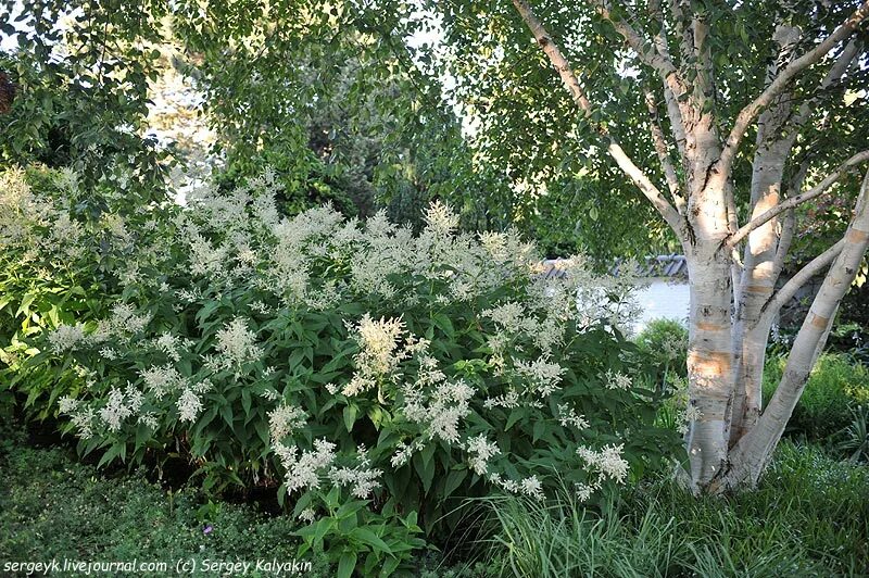 Горец полиморфный. Горец изменчивый (Polygonum polymorpha). Горец изменчивый (Persicaria polymorpha). Горец изменчивый (Polygonum polymorpha);3.