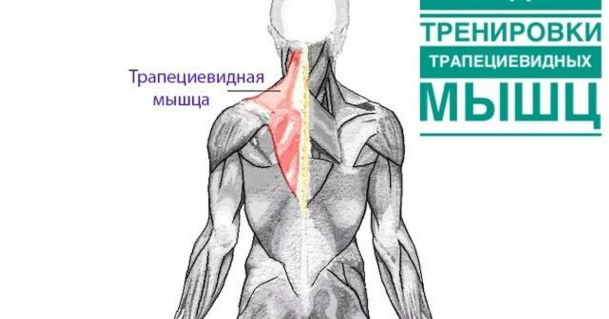 Упражнения на трапециевидную. Биомеханика трапециевидных мышц. Трапециевидная мышца. Упражнения на трапециевидную мышцу. Растяжка трапециевидной мышцы.