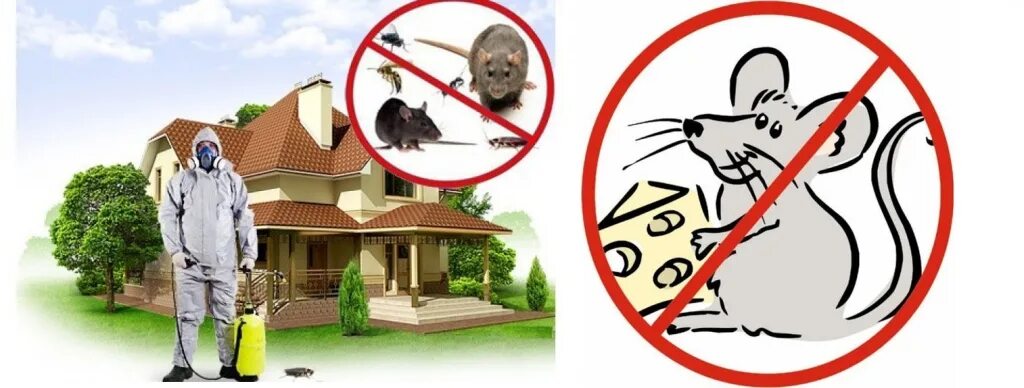 Комплекс по уничтожению грызунов называется. Уничтожение насекомых и грызунов. дератизация. дератизация и дезинсекция. дератизация и дезинсекция в многоквартирном доме.