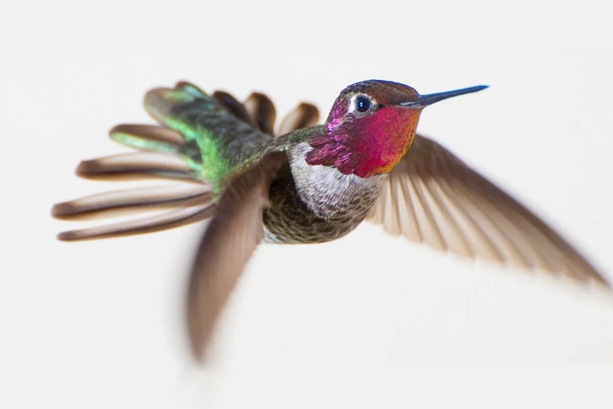 Винногорлая Колибри. Колибри (подотряд). Исполинский Колибри. Колибри 3. Colibri clean