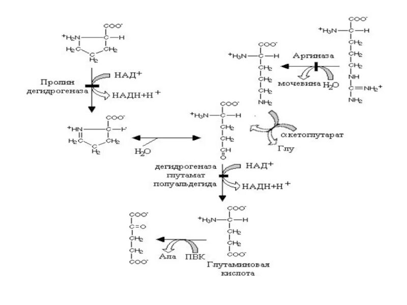 Ингибитор НАДН-дегидрогеназы. НАДН дегидрогеназа реакция. Система над НАДН. НАДН дегидрогеназа включает в себя. Мочевиной форум