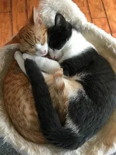 Котик обнимает картинки
