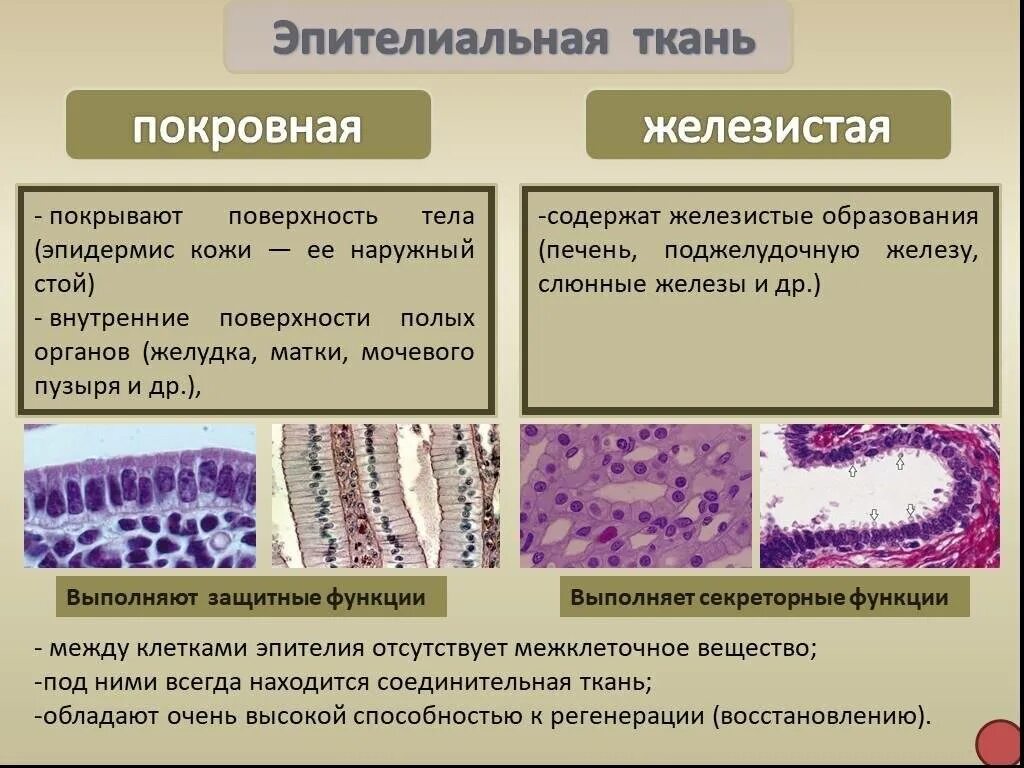 Три группы клеток. Строение эпителиальной ткани анатомия. Строение покровной эпителиальной ткани. Эпителиальная железистая ткань функции. Эпителиальная ткань строение и функции.