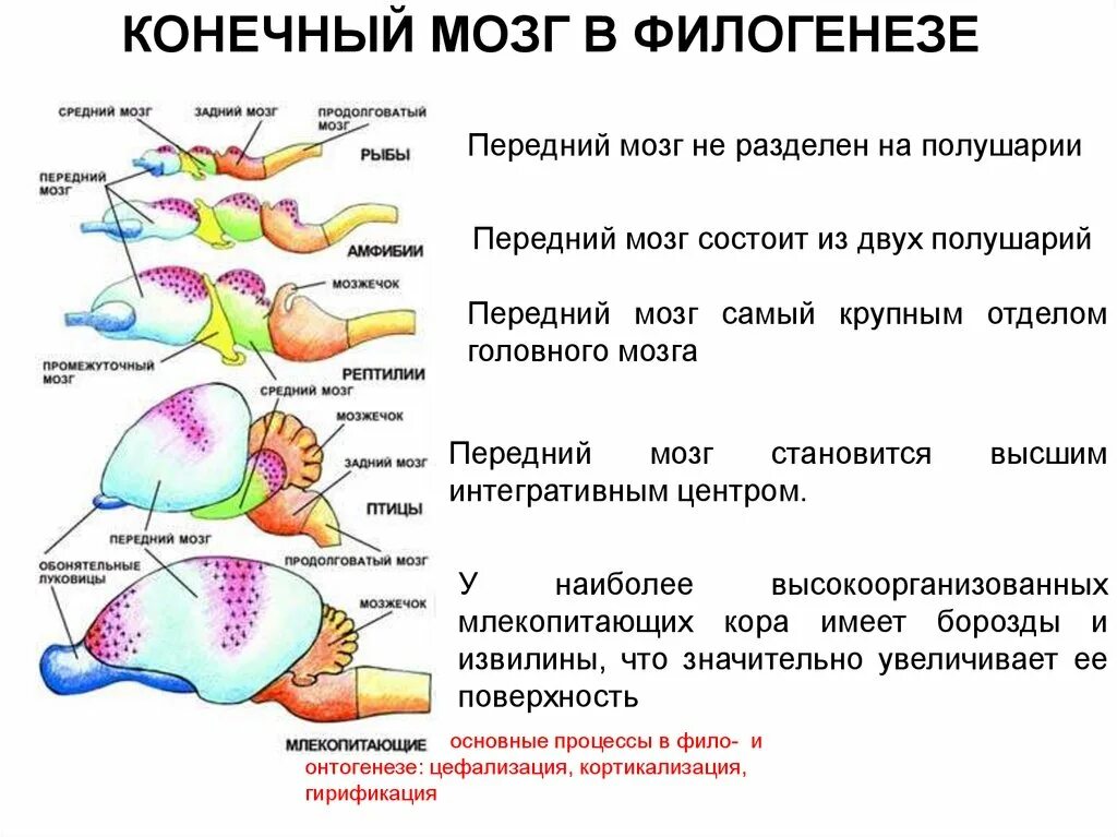 Эволюция мозга у позвоночных животных. Эволюция коры головного мозга позвоночных. Филогенез головного мозга позвоночных таблица. Развитие коры головного мозга в филогенезе. Корковые концы анализаторов головного мозга.