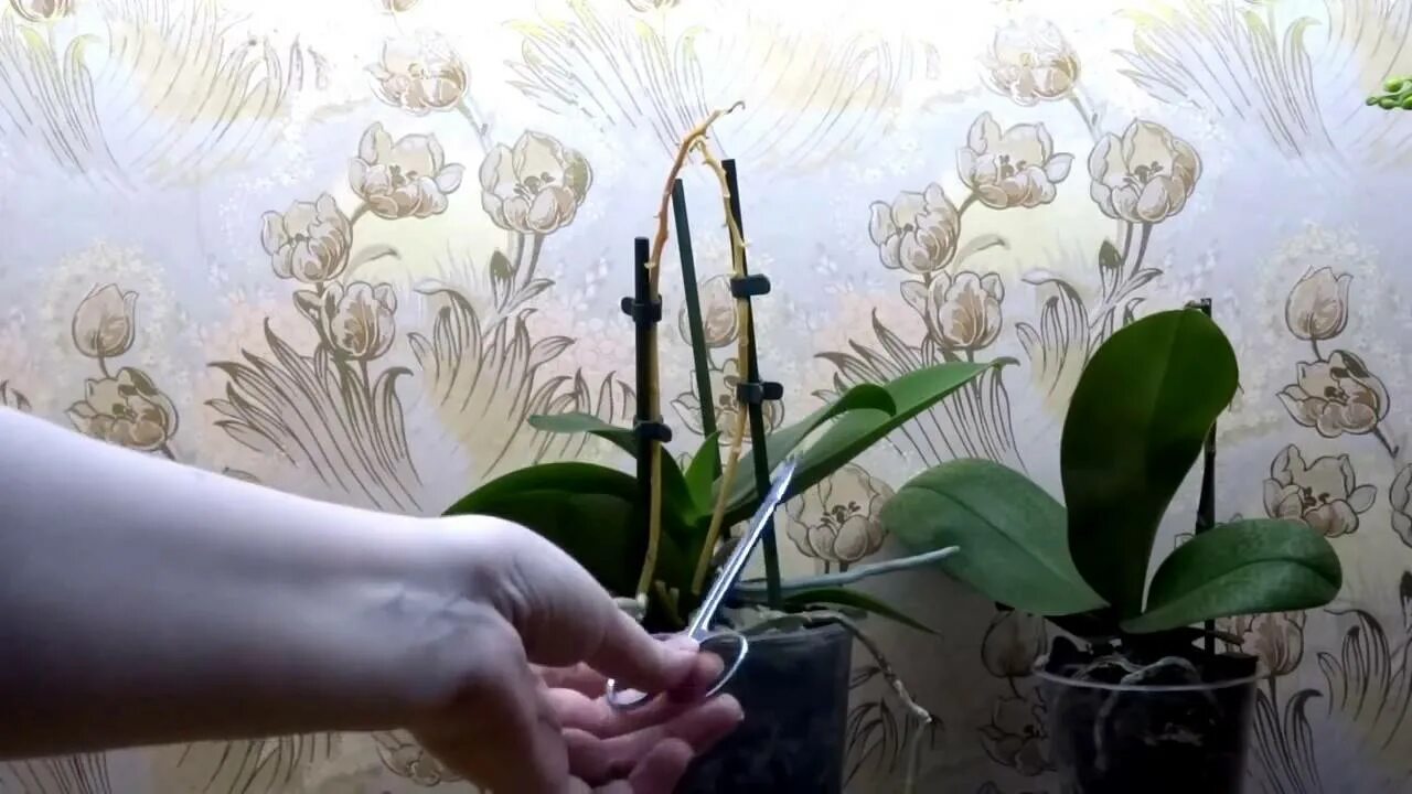 Обрезать ли отцветшую орхидею