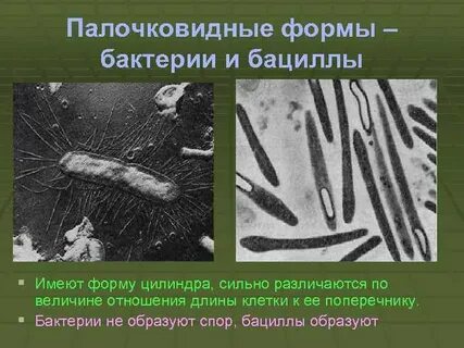 К палочковидным бактериям относятся