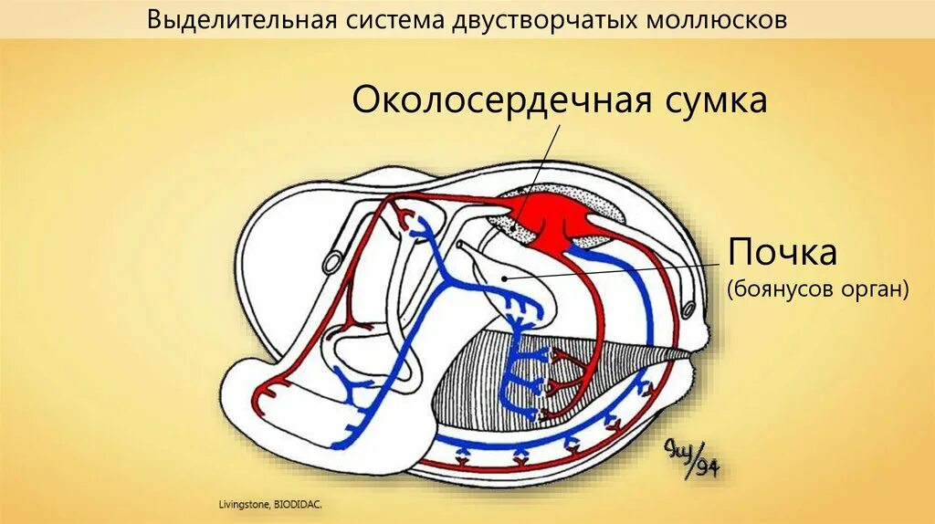 Орган дыхания устрицы. Дыхательная и кровеносная система двустворчатых моллюсков. Выделительная система двустворчатых моллюсков. Дыхательная система беззубки. Класс двустворчатые моллюски выделительная система.