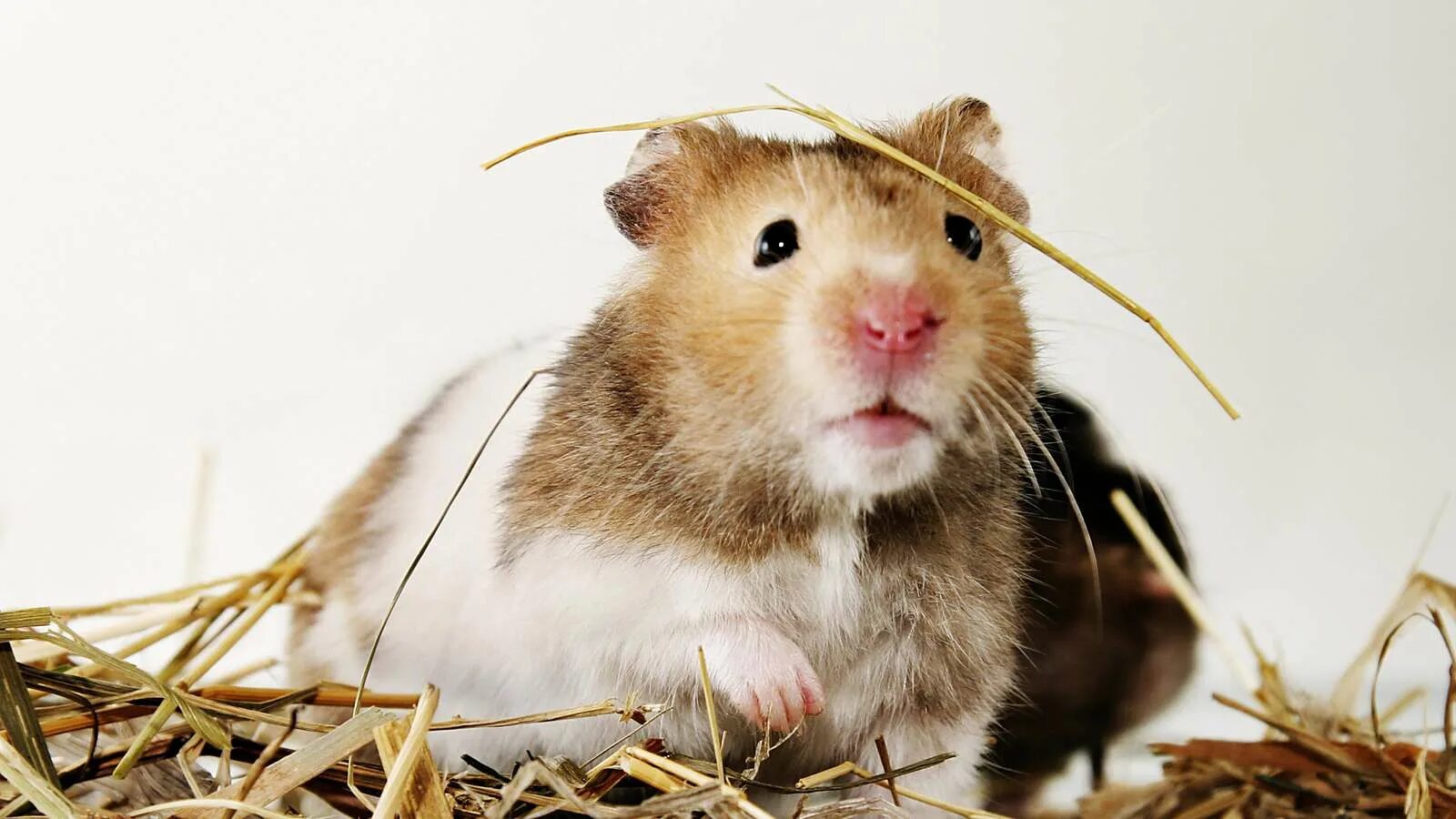 Породистые хомяки. Hamster kombar. Hamster kombar. Колесо для хомяка. Доброе утро хомяк.