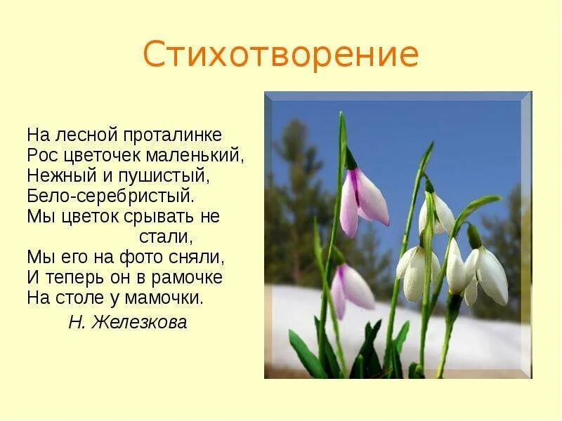 На лесной проталинке вырос. На Лесной проталинке рос цветочек маленький. Стих на проталинке Лесной. Стихотворение о весне. Стихотворение на Лесной проталинке рос цветочек маленький.