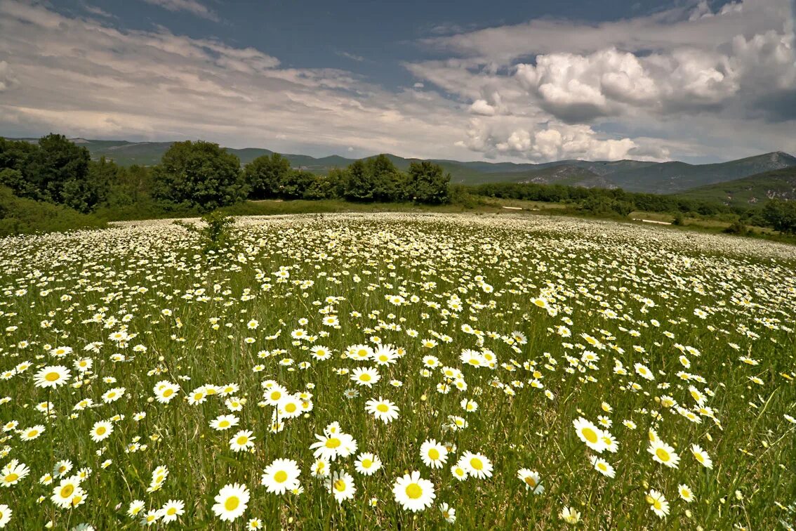 ромашковое поле каменск уральский. ромашковые поля абинский район. ромашковая поляна. полянка с ромашками. ромашковая поляна.