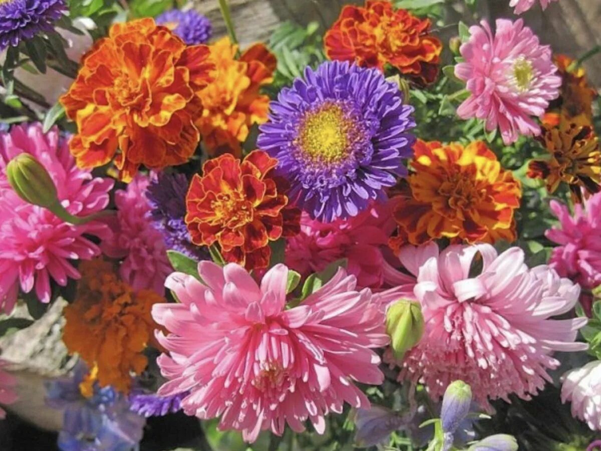 Ариэль бюто цветы осени. Хризантема корейская дубок. Дубки цветы хризантемы. Букет астр. Желтые дубочки хризантемы.