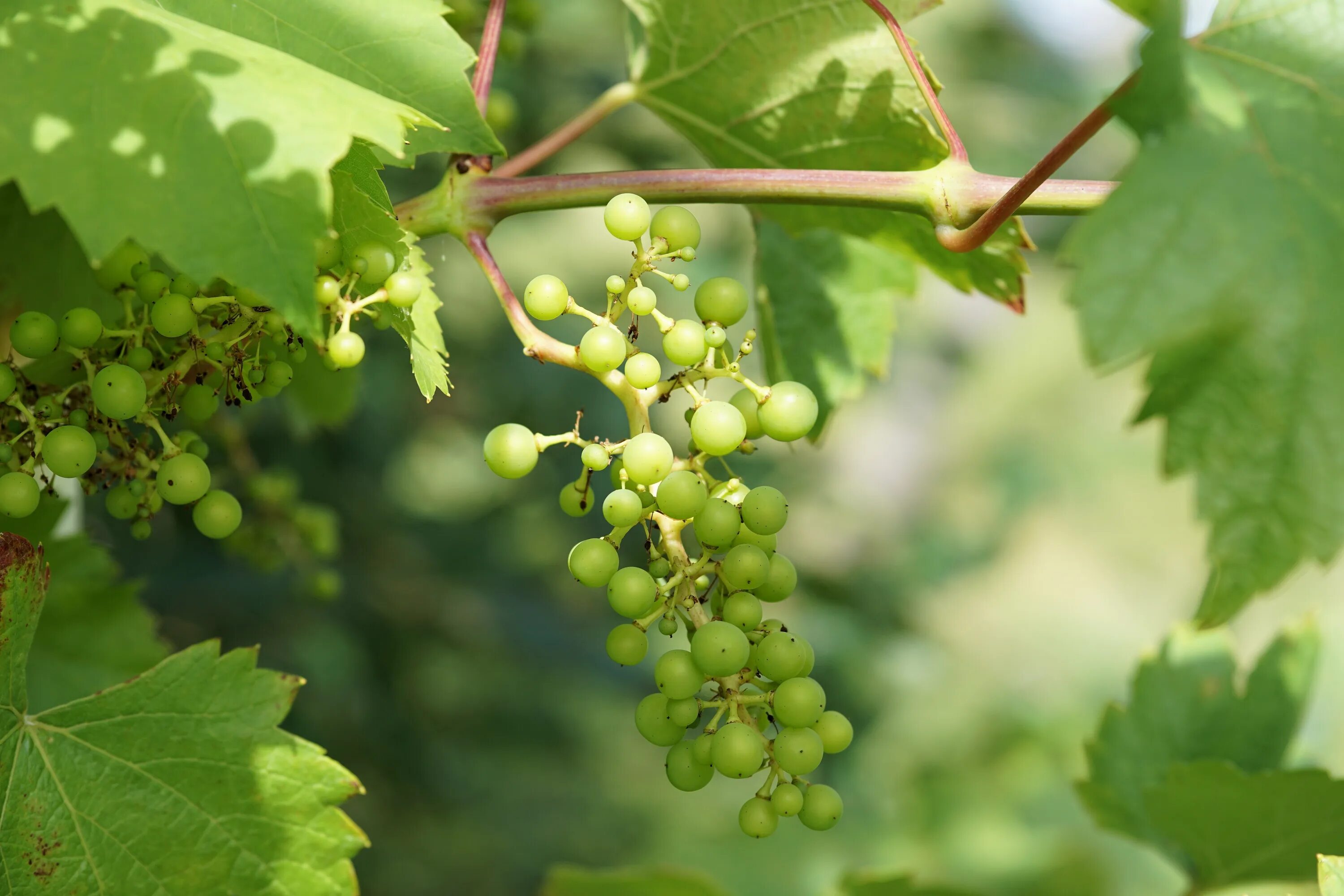 Виноград вино 7 букв. Виноград зеленый. Виноградная лоза. Виноградник зеленый. Виноградарство.