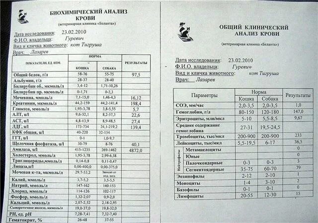 Клинический анализ крови биохимия крови. Клинический и биохимия анализ крови. Расшифровка анализа крови биохимический ОАК. Биохимический клинический развернутый анализ крови. Через сколько готов анализ крови в поликлинике