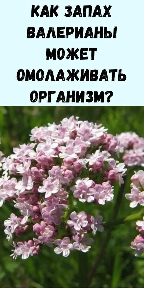 Запах валерьянки. Запах валерианы. Трава Цветущая с запахом валерианы. Запах валерианы омолаживает организм.