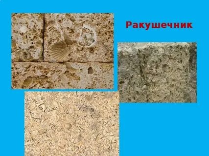 Ракушечник 3 класс