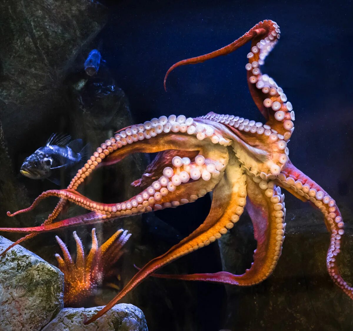 Что такое осьминог. Осьминог Дофлейна. Осьминог Дофлейна гигантский. Гигантский Тихоокеанский осьминог. Октопус Октопус.