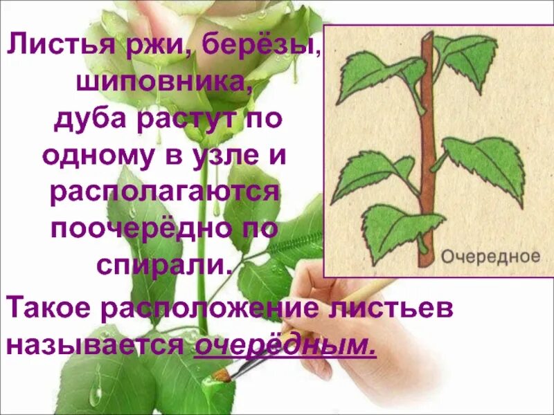 Внешнее строение березы. Строение листьев шиповника. строение листа шиповника. береза расположение листьев. лист берёзы расположение.