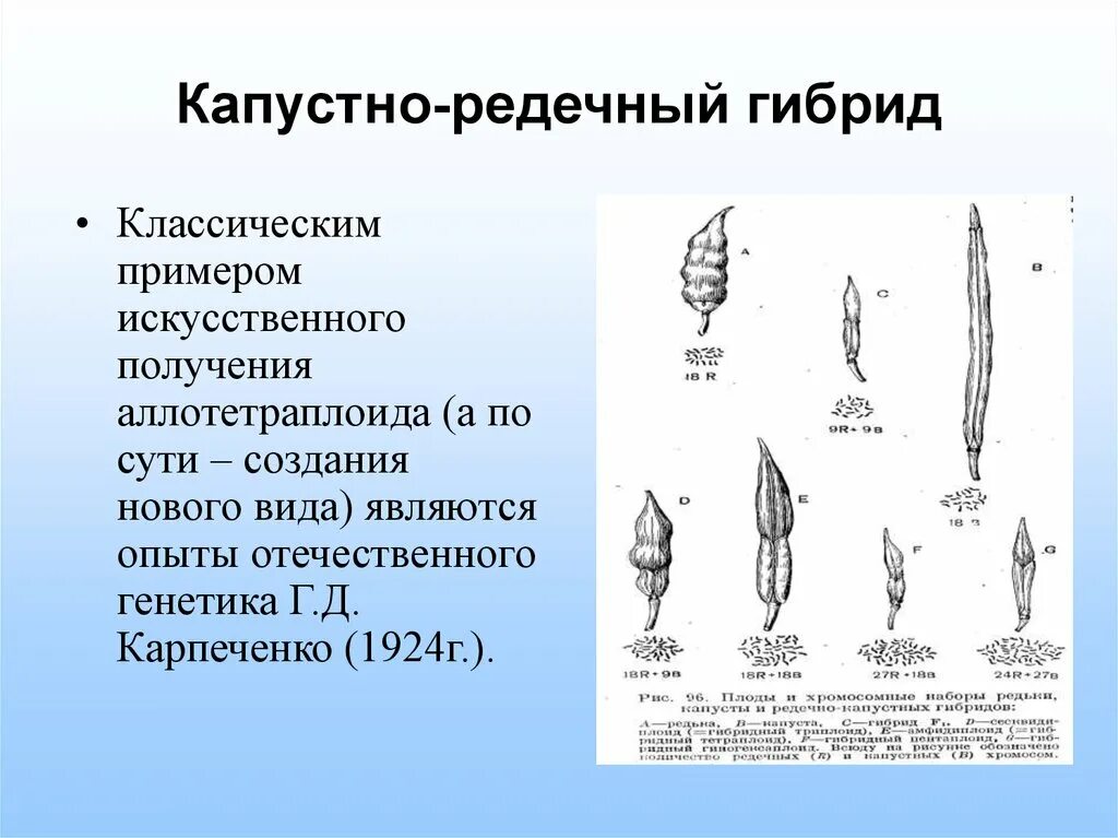Капустно редечный гибрид. Капустно редечный гибрид