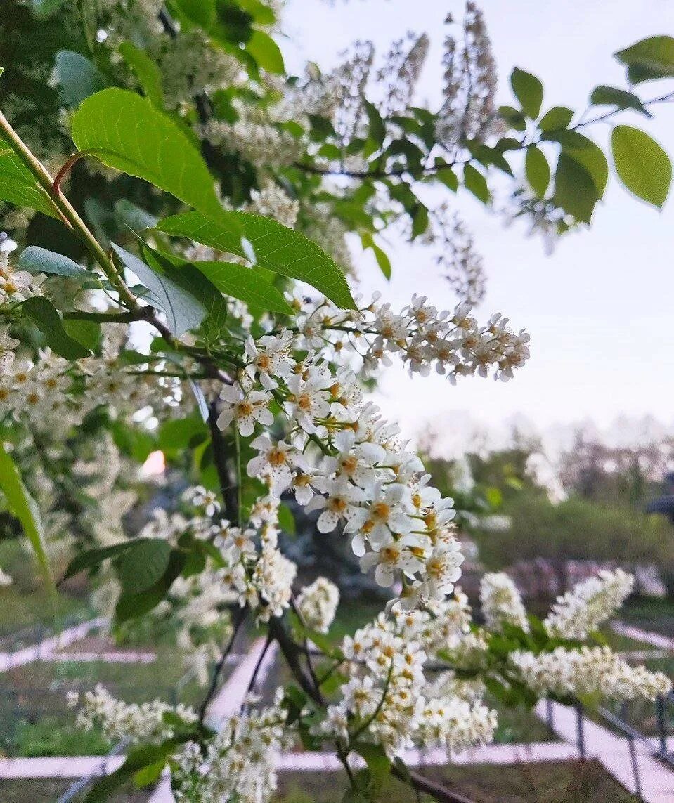 В каких числах цветет черемуха. Черёмуха обыкновенная дерево. черёмуха маака. черемуха маака дерево. черёмуха душистая дерево.