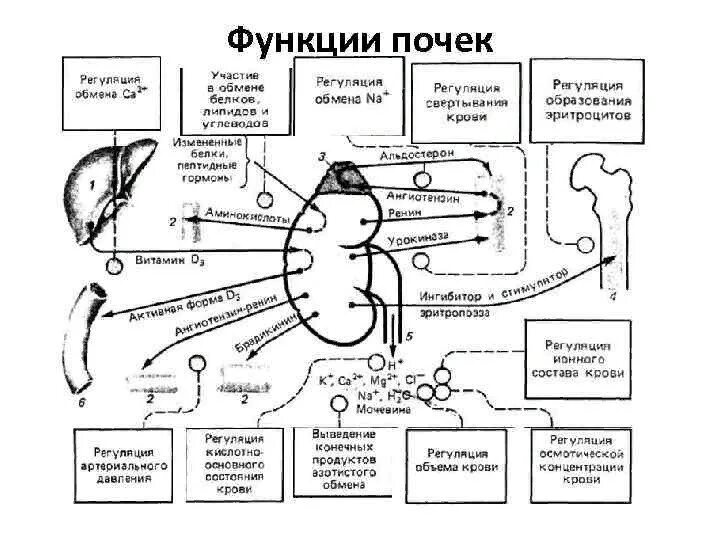 Нервная и гуморальная регуляция почек. Схема регуляция функции почек. Инкреторная функция почек патофизиология. Основные функции почек человека. Перечислите функции почек.