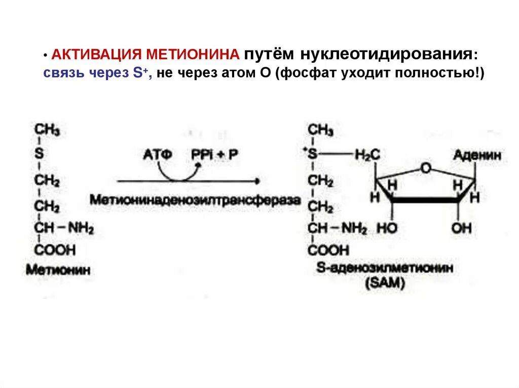 Схема реакции активации метионина. Реакция образования активной формы метионина. Метионин в s-аденозилметионин. Метионин и s-аденозилметионин в реакциях трансметилирования. Структура активного метионина