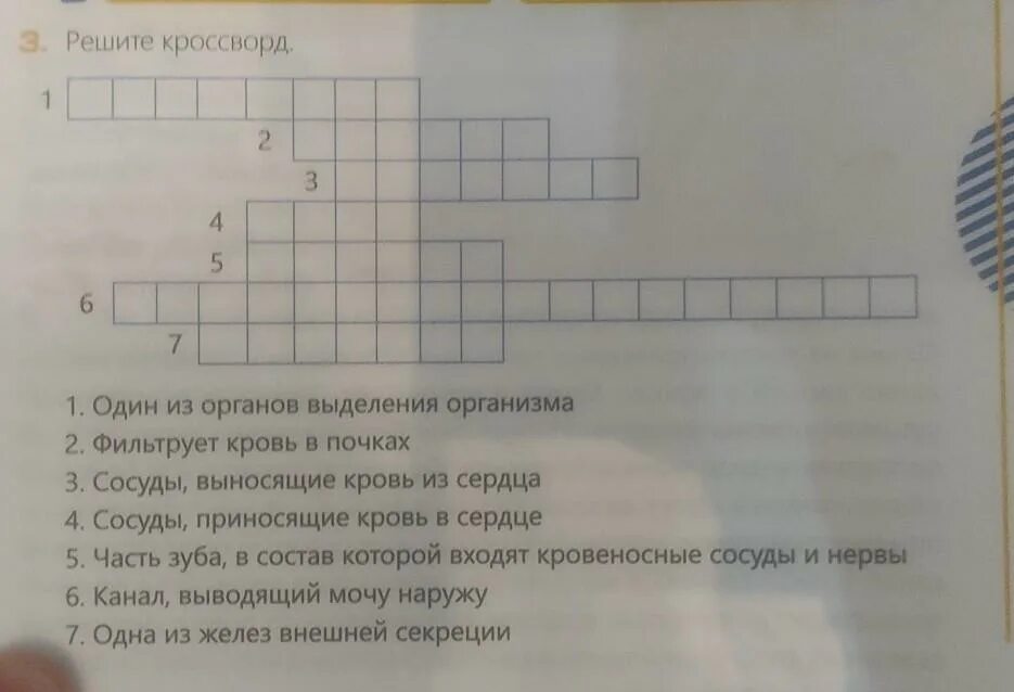 Кроссворд по органы выделения. Кроссворд органы выделения. Кроссворд органов выделительной системы человека. Выделительная система человека кроссворд. Реакция организма сканворд