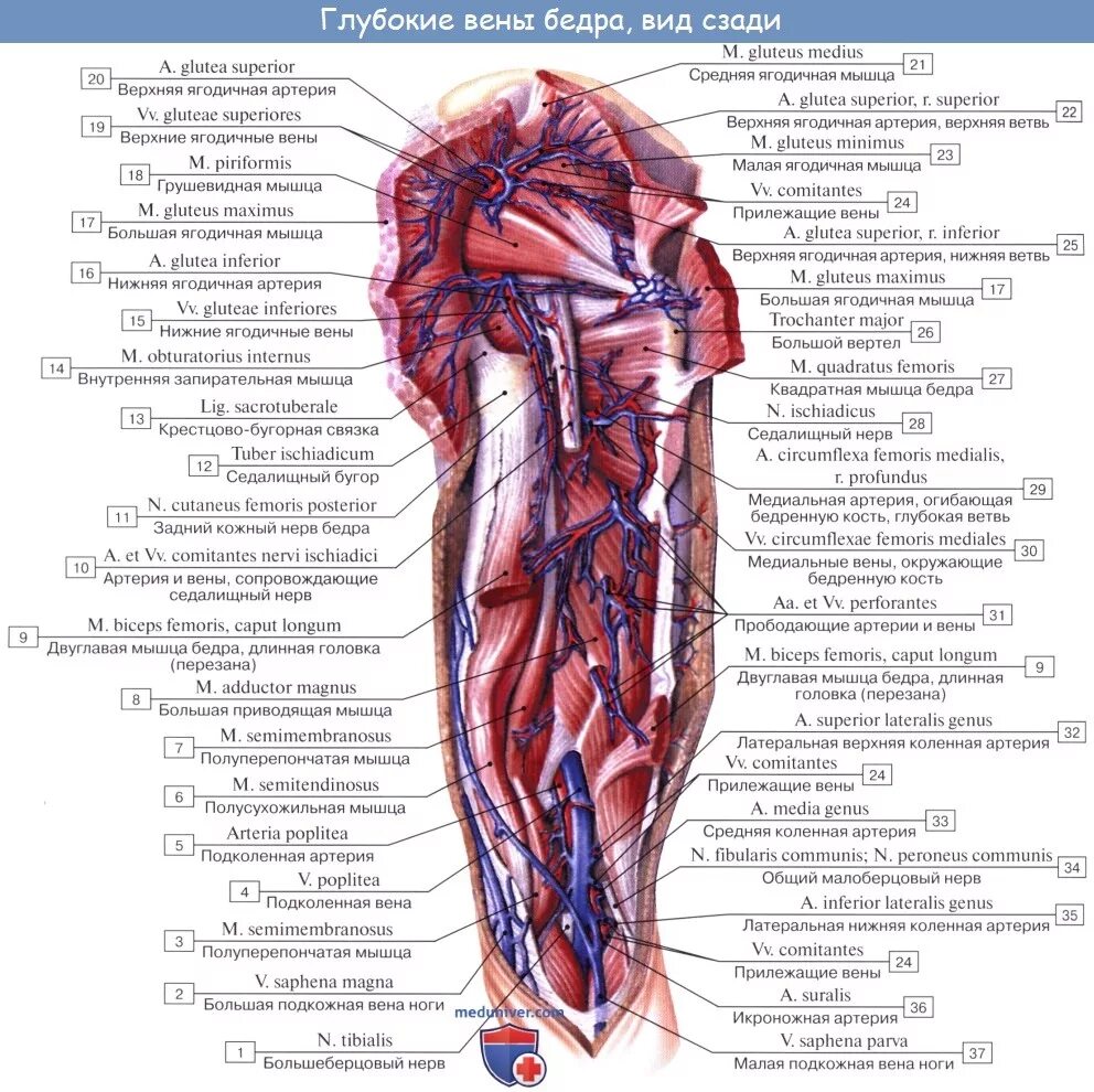 Бедренная артерия и Вена анатомия. Вены тазобедренного сустава анатомия. Бедренная Вена и глубокая Вена бедра. Сосуды и вены нижних конечностей анатомия. Артерии нижней конечности бедренная